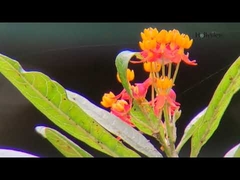 Prismáticos de cristal de la caza de la gama larga 8x32 ED para la observación de aves